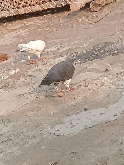 fancy pigeon