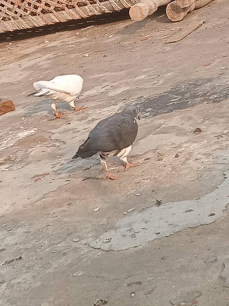 fancy pigeon 0
