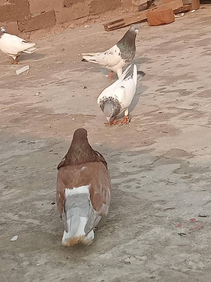 fancy pigeon 2