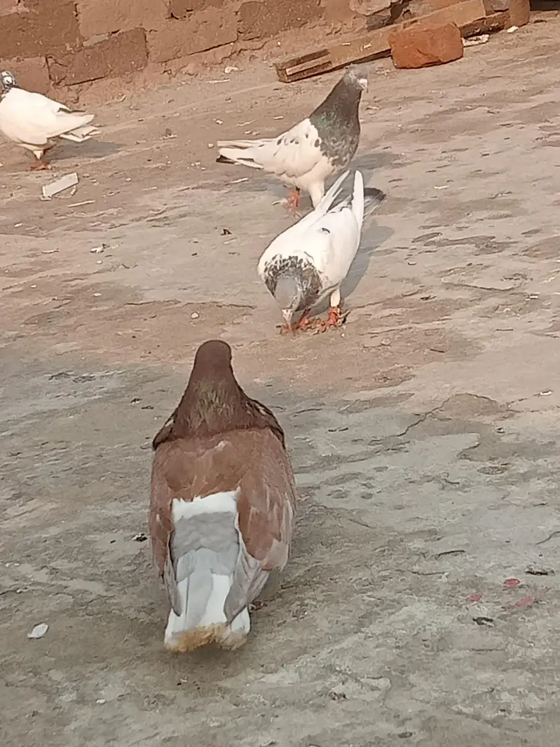 fancy pigeon — photo 3