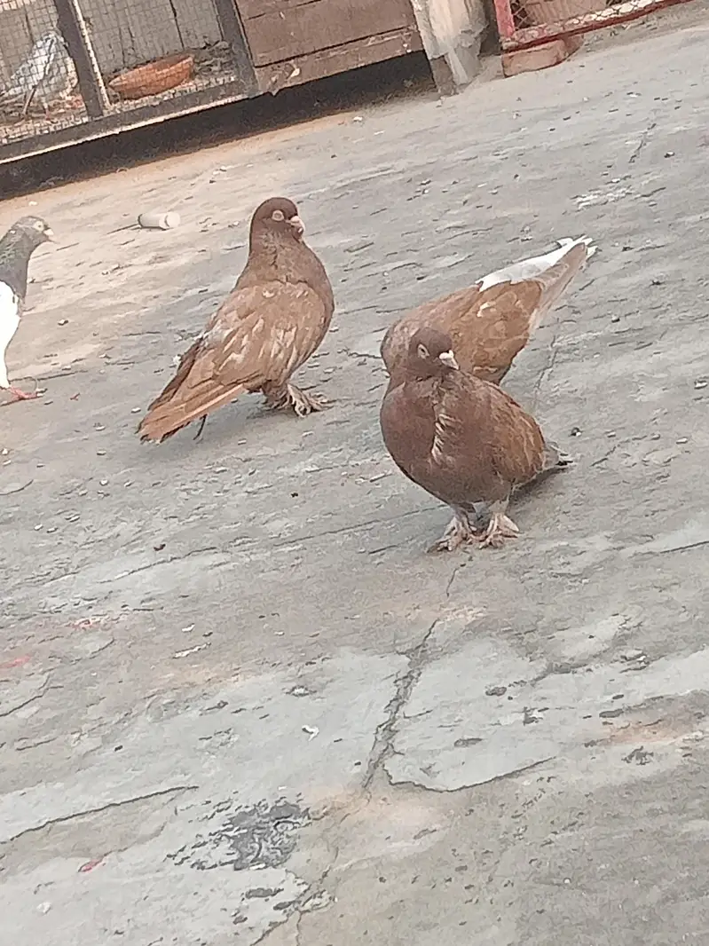 fancy pigeon — photo 4
