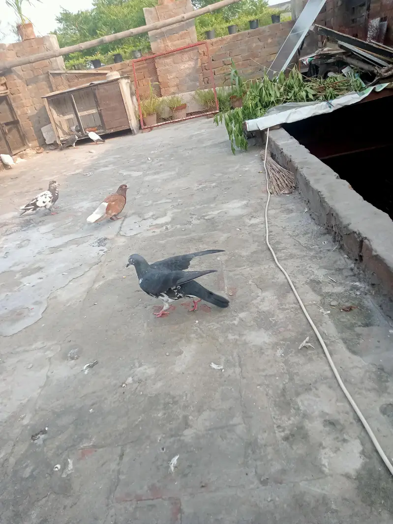 fancy pigeon — photo 5