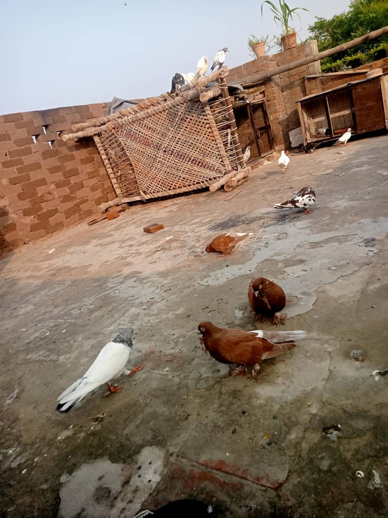 fancy pigeon 5