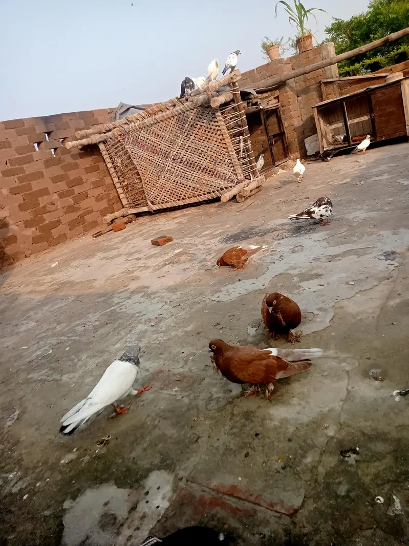fancy pigeon — photo 6