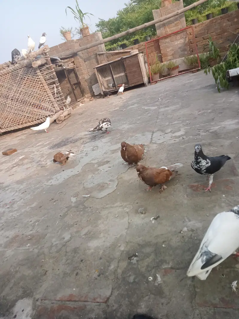 fancy pigeon — photo 7