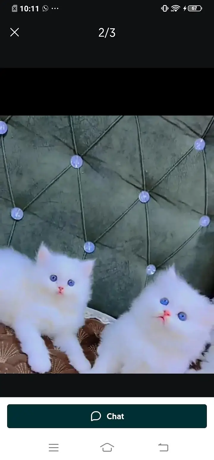 Persian cat for sale male or female my WhatsApp( 032)79)83)75)73 — photo 5