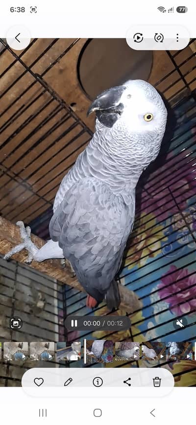 African grey  Breedar firntle male