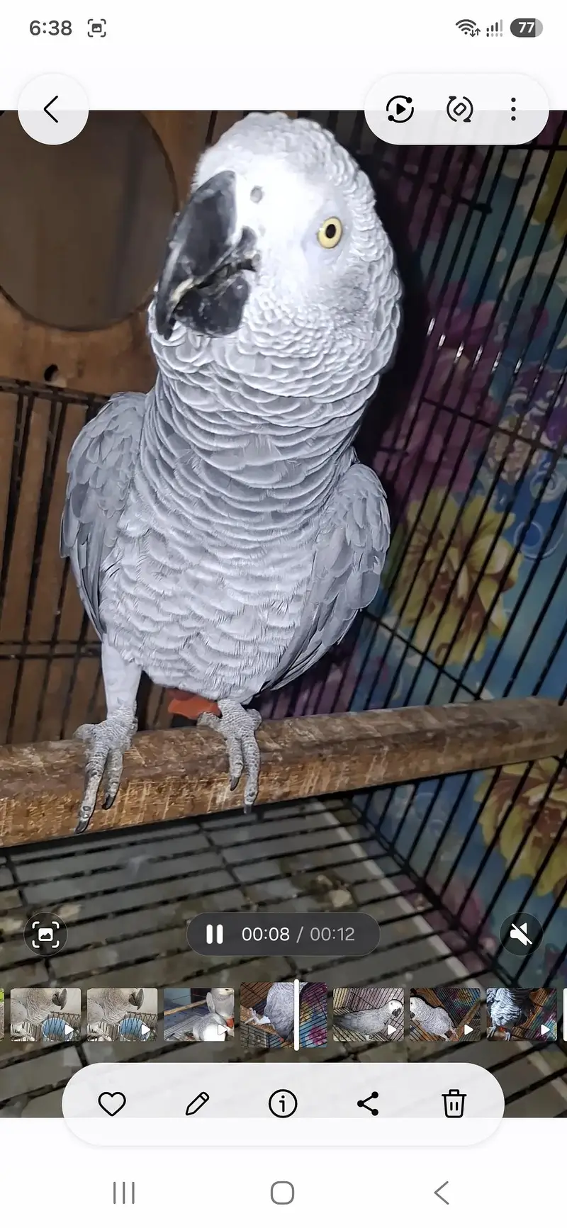 African grey  Breedar firntle male — photo 2