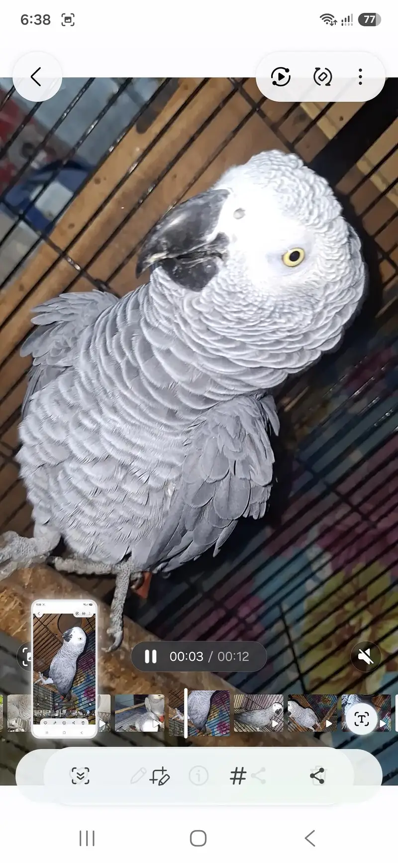 African grey  Breedar firntle male — photo 3