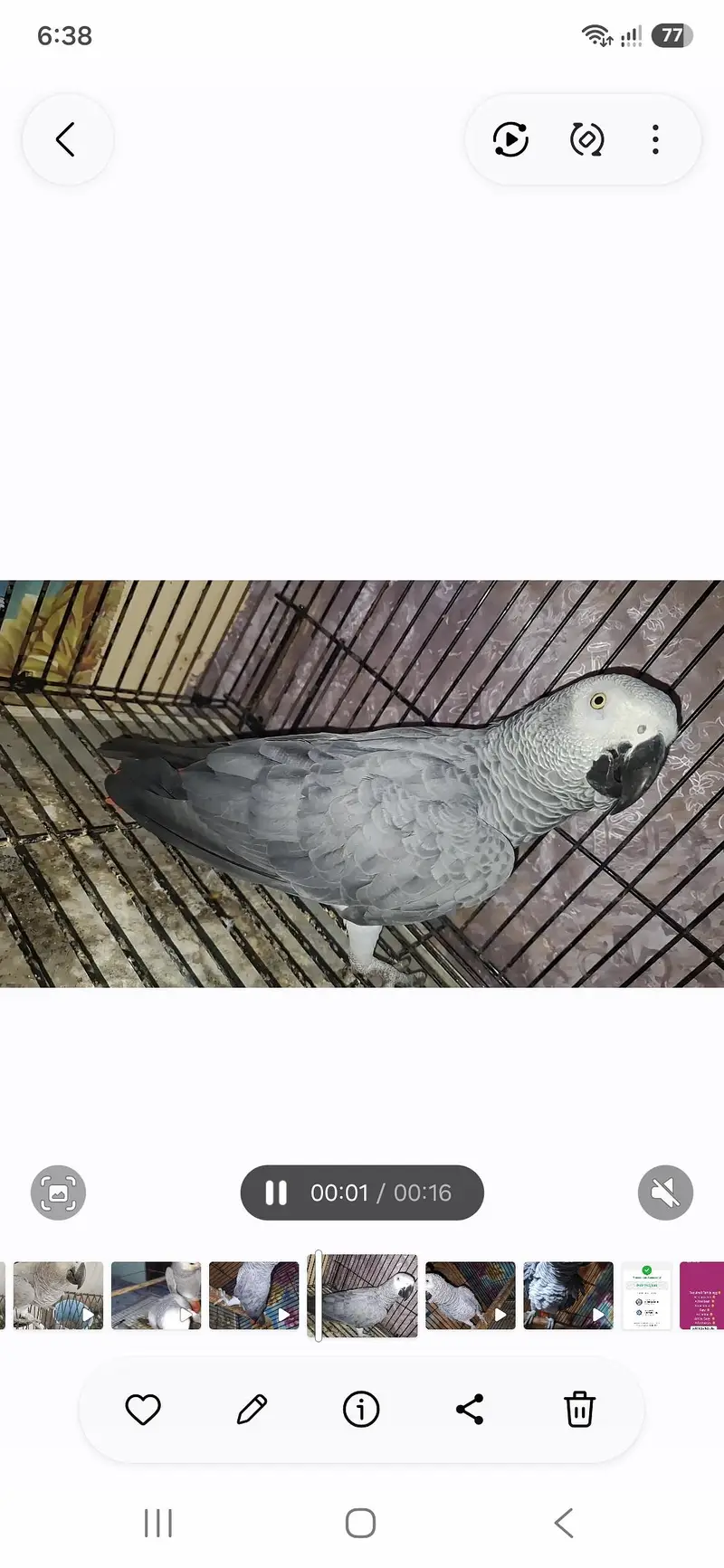 African grey  Breedar firntle male — photo 4