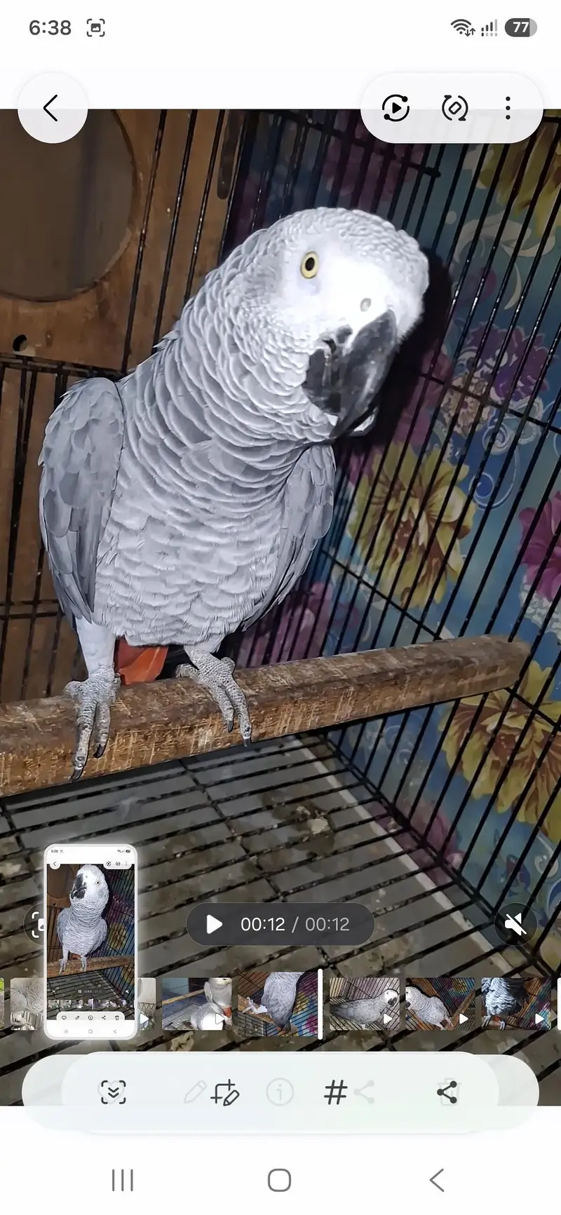 African grey  Breedar firntle male — photo 5