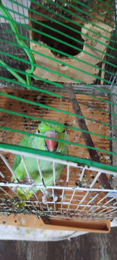 Speaking Parrot