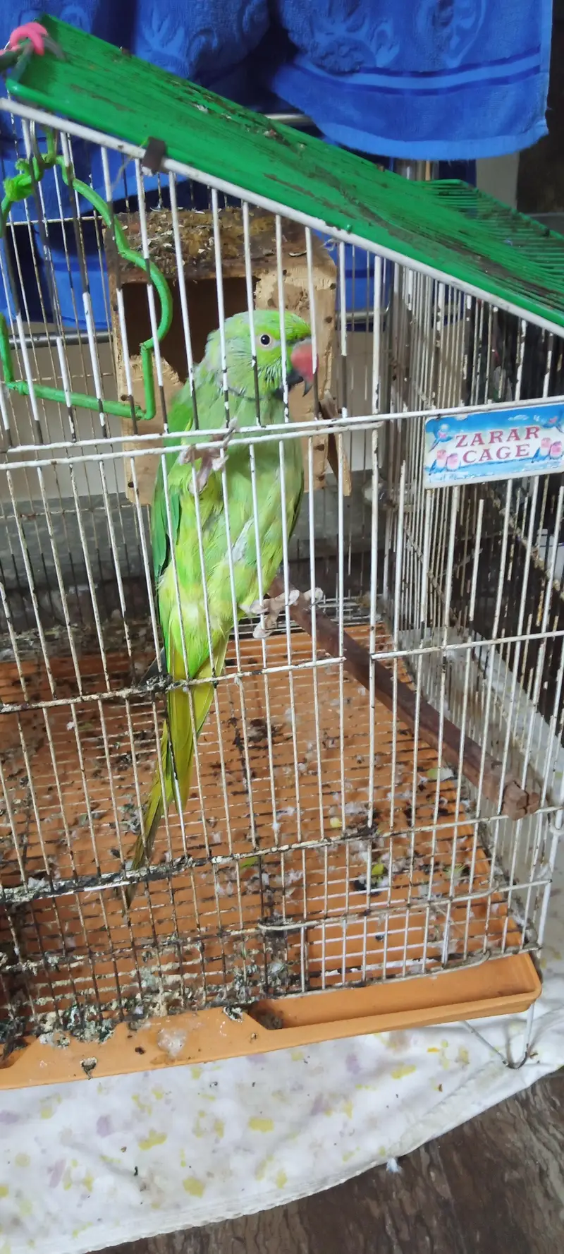 Speaking Parrot — photo 2