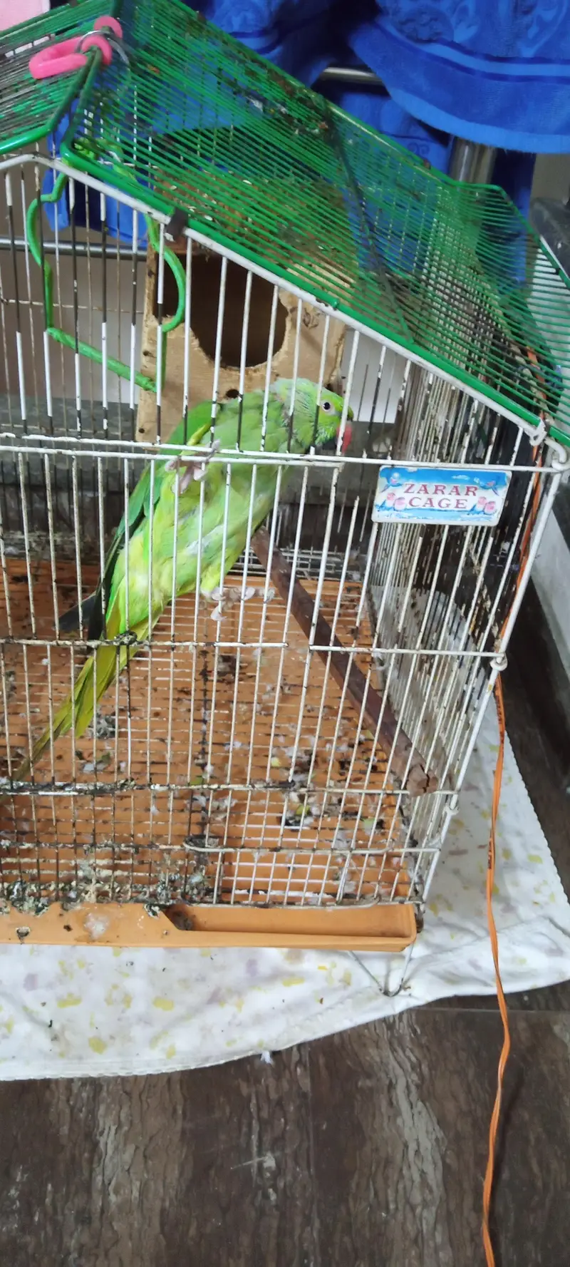 Speaking Parrot — photo 3