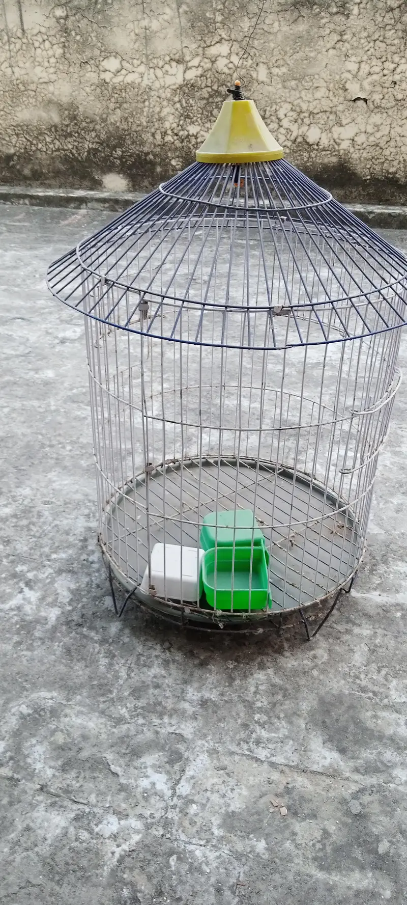 Speaking Parrot — photo 4