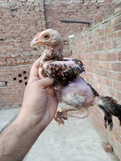 pure mianwali aseel chicks