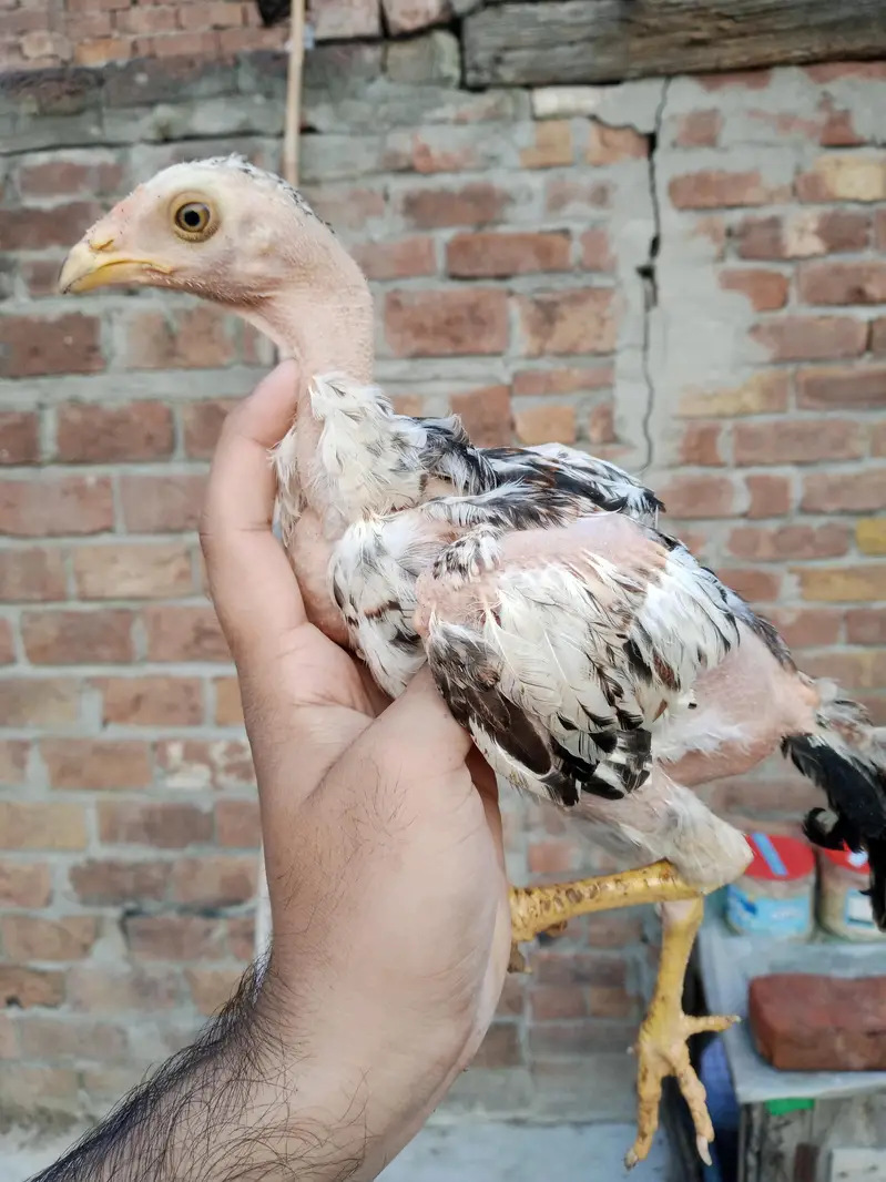 pure mianwali aseel chicks — photo 2