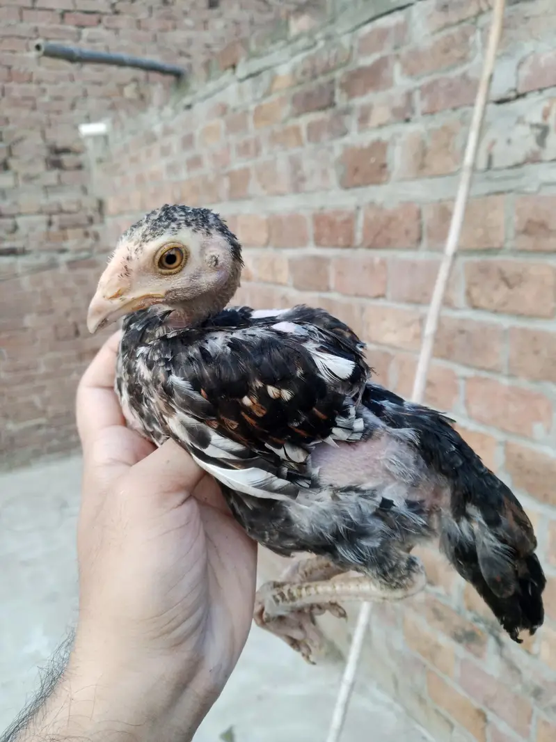 pure mianwali aseel chicks — photo 3