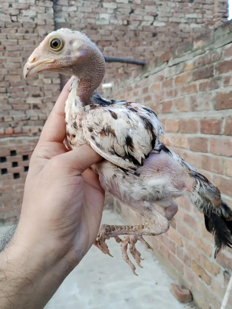 pure mianwali aseel chicks — photo 4