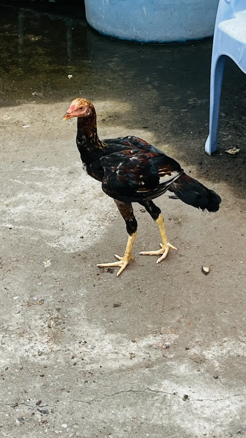 Aseel Murga — photo 2