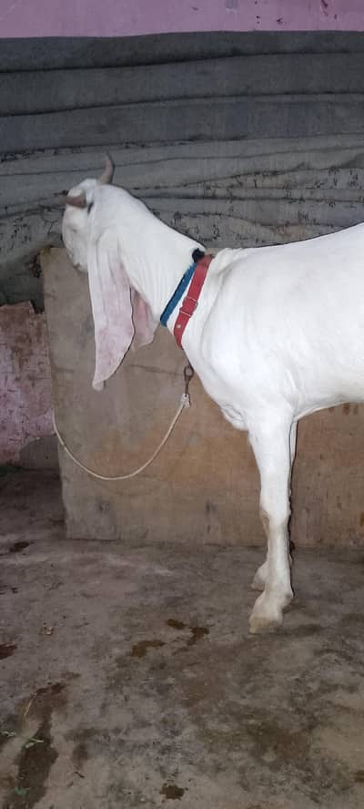 2 dant ablak bakri