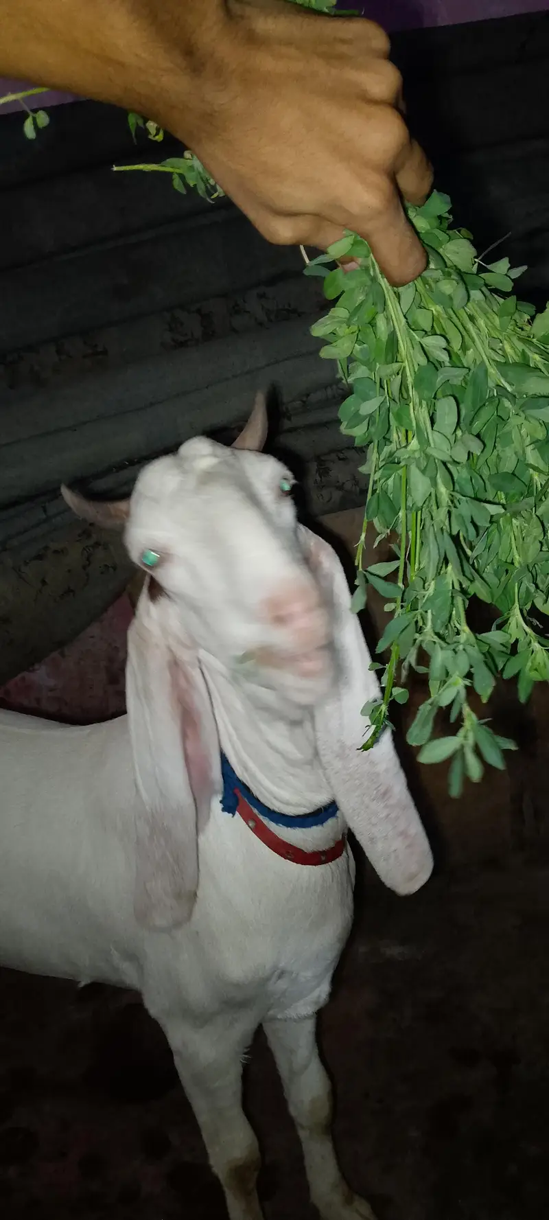 2 dant ablak bakri — photo 2