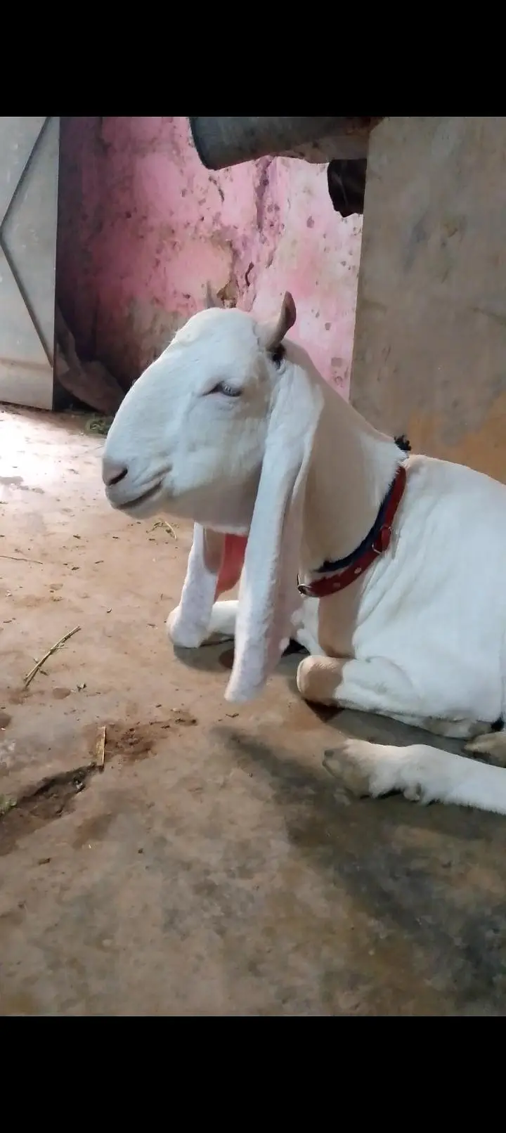 2 dant ablak bakri — photo 3