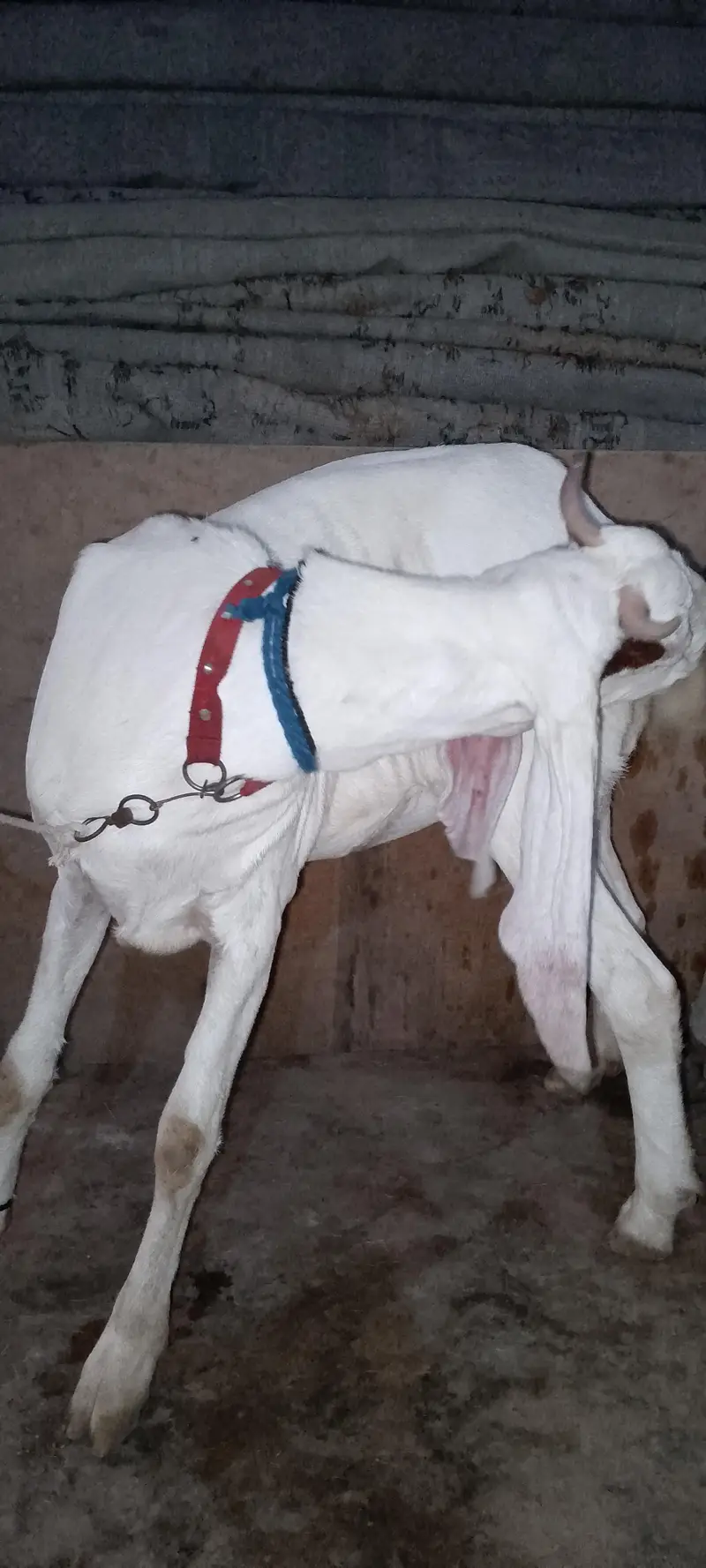 2 dant ablak bakri — photo 4