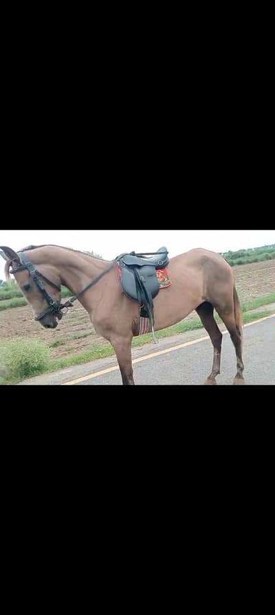 ghori for sale cross from white horse