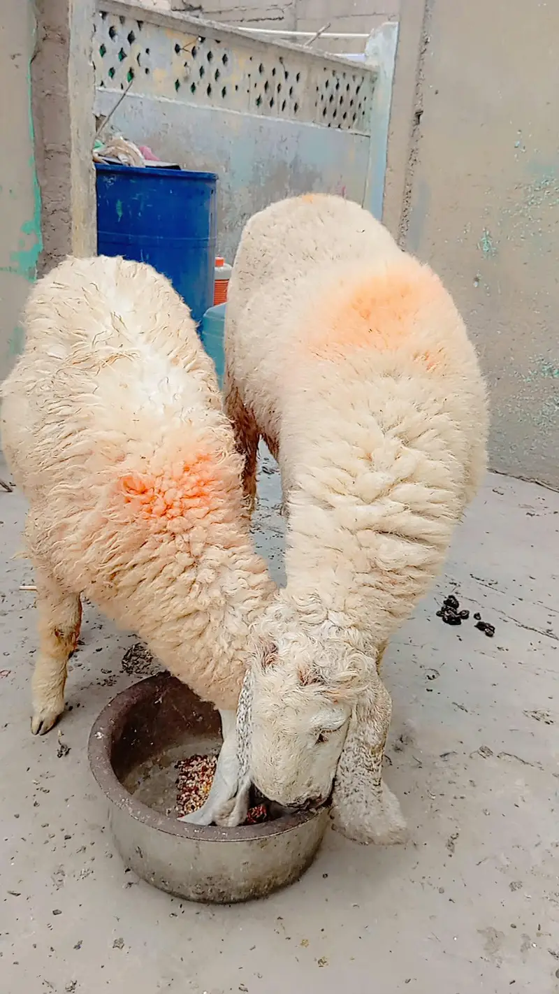 1 dumbi 2 months pregnant or 1 dumba 9 month age for sell — photo 3