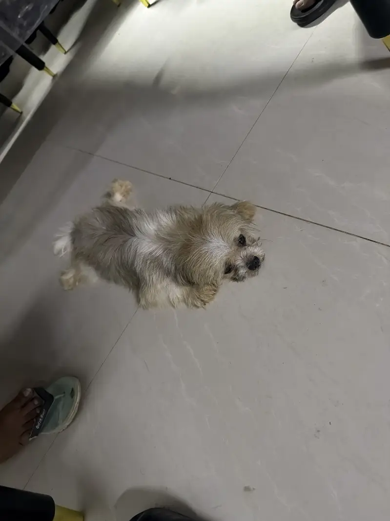 Good kind dog best — photo 2