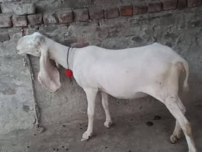 bhiar 4gi ha