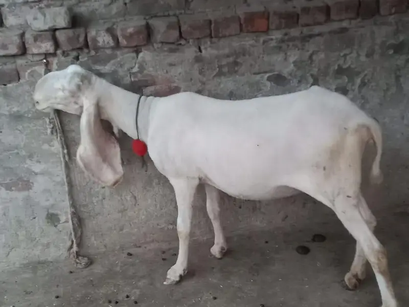 bhiar 4gi ha