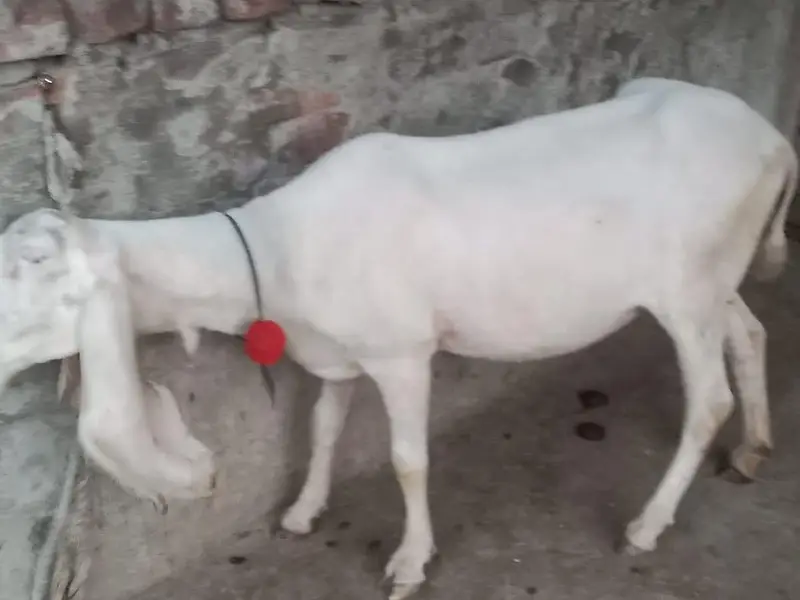 bhiar 4gi ha — photo 2