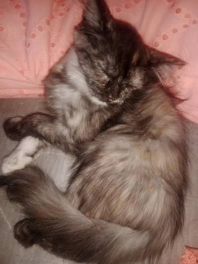 Two female Persian kittens for sale