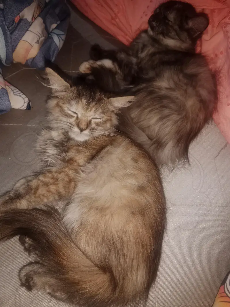 Two female Persian kittens for sale — photo 2