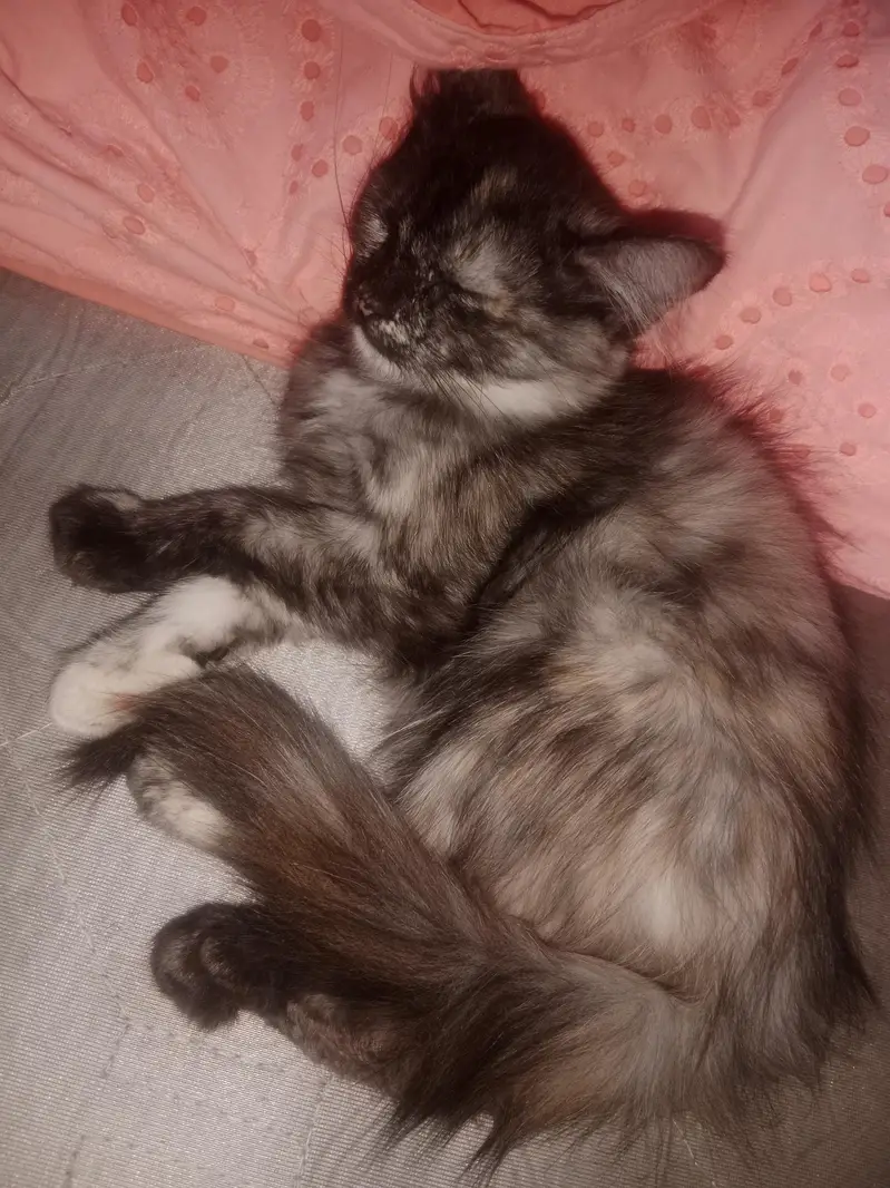 Two female Persian kittens for sale — photo 3
