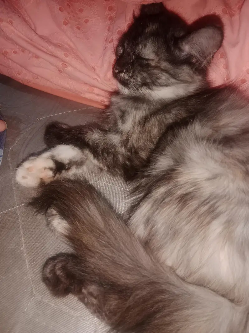 Two female Persian kittens for sale — photo 4
