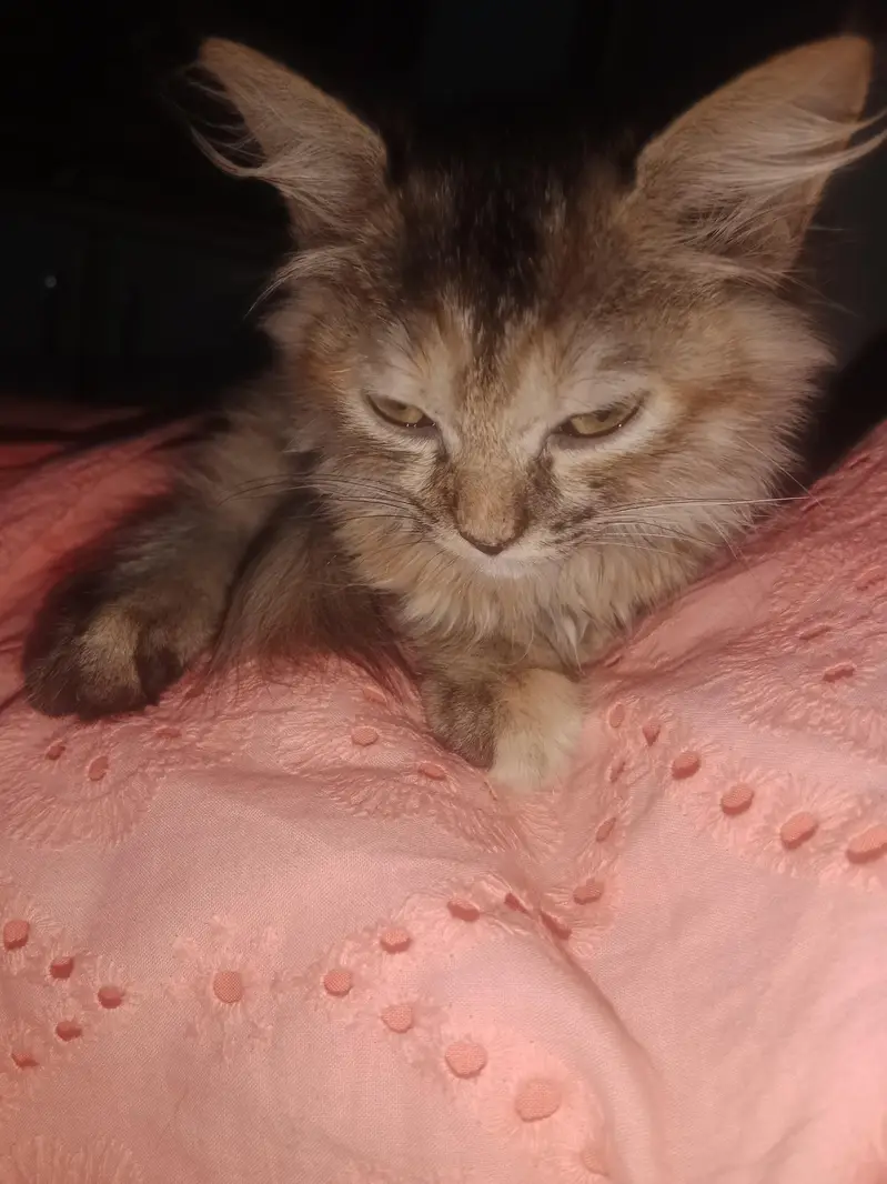 Two female Persian kittens for sale — photo 5