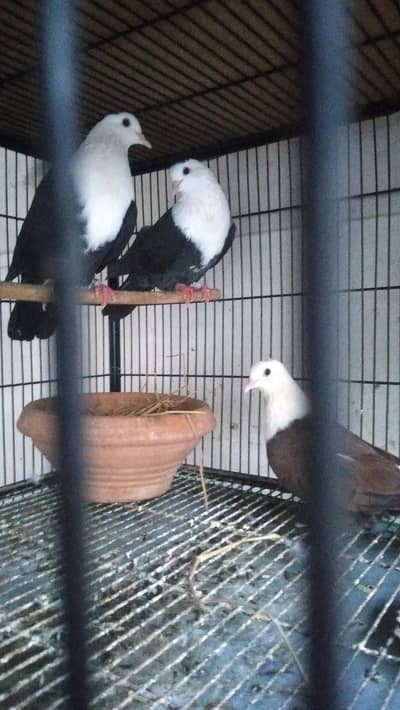 Fancy Birds for Sale