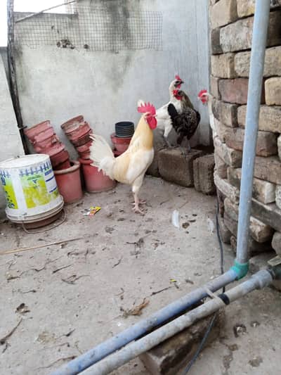 white murgha for sale