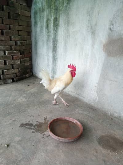 white murgha for sale