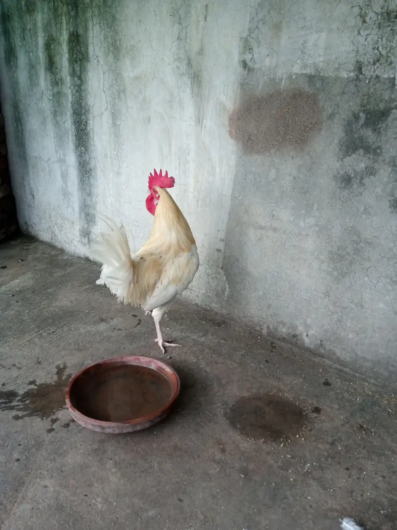 white murgha for sale — photo 3