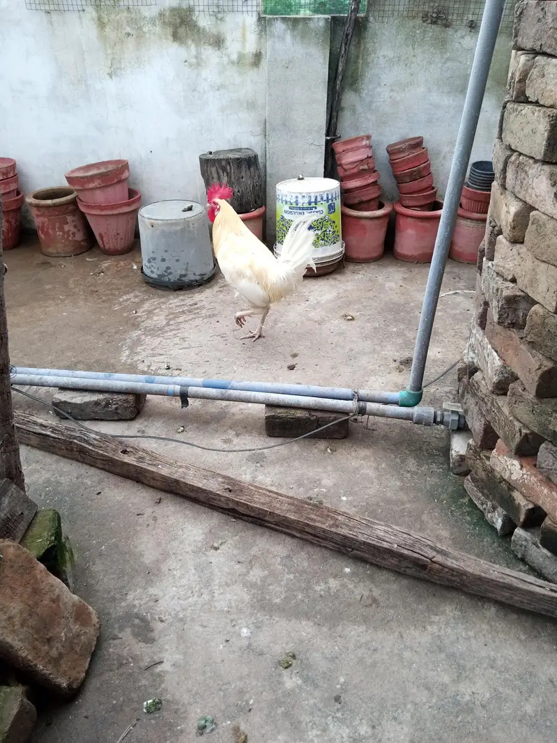 white murgha for sale — photo 4