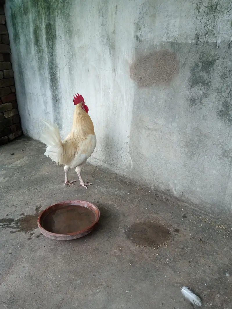 white murgha for sale — photo 5