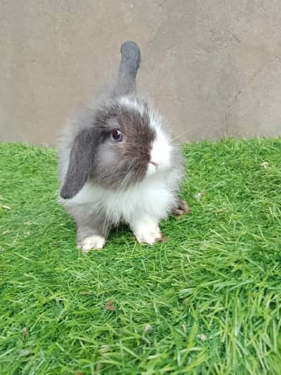 fancy rabbit