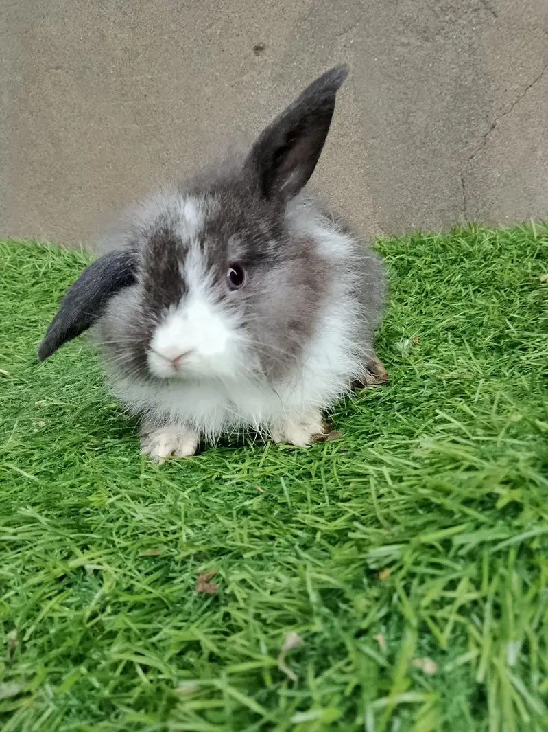 fancy rabbit — photo 2