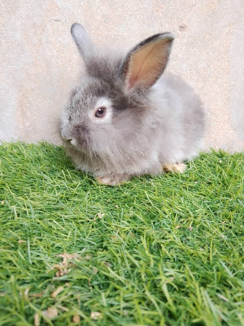 fancy rabbit 2