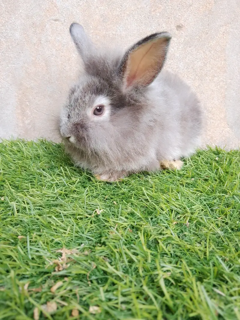 fancy rabbit — photo 3