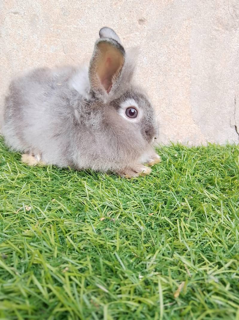 fancy rabbit 3